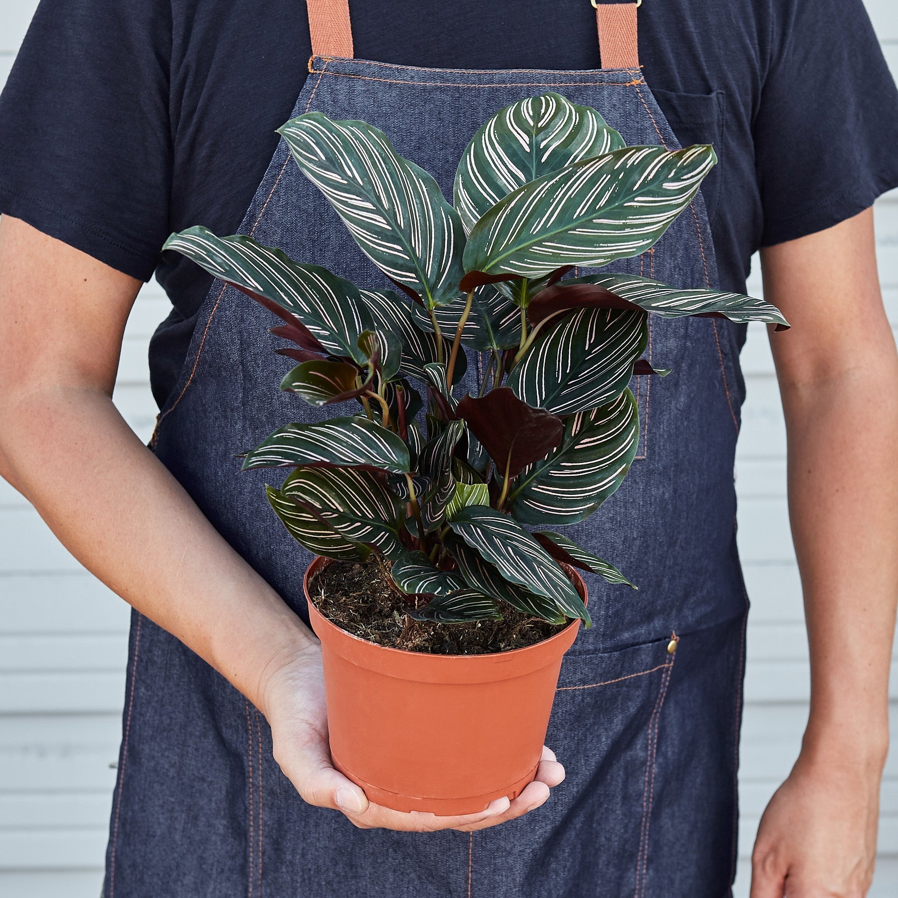 Calathea 'Ornata' - photo 6