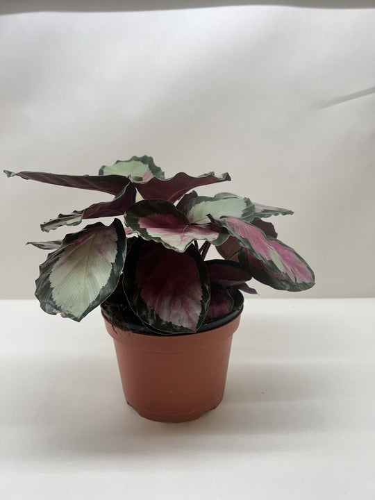 Calathea roseopicta 'Silvia' - photo 5