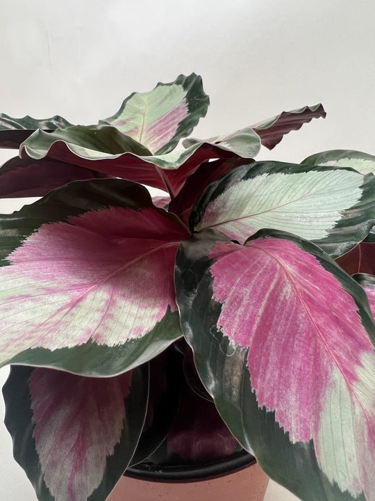 Calathea roseopicta 'Silvia' - photo 6