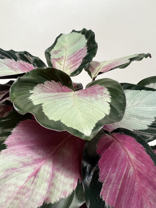Calathea roseopicta 'Silvia' - photo 7