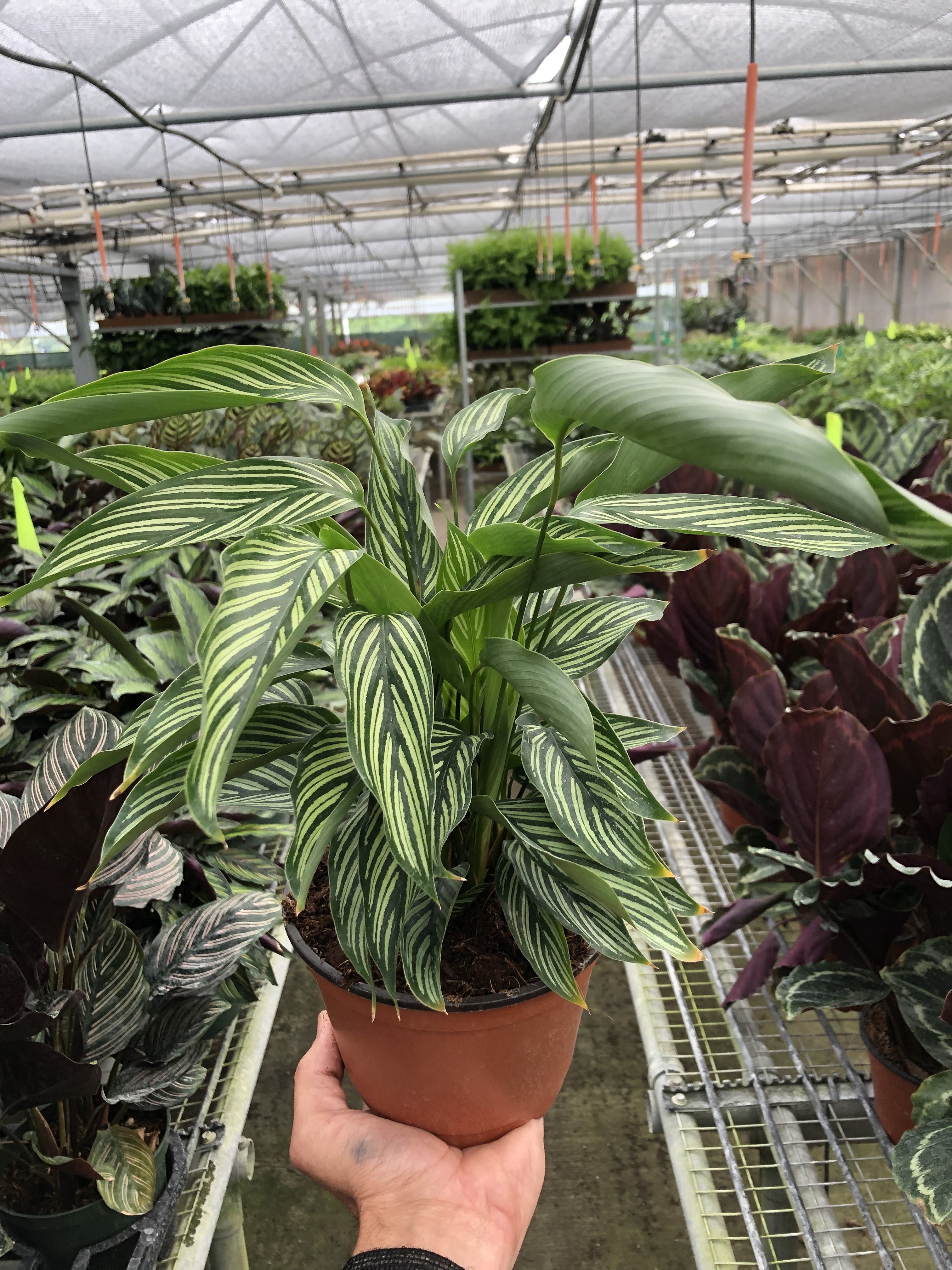Calathea 'Vittata' - photo 3