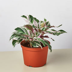 Calathea 'White Fusion' - photo 4