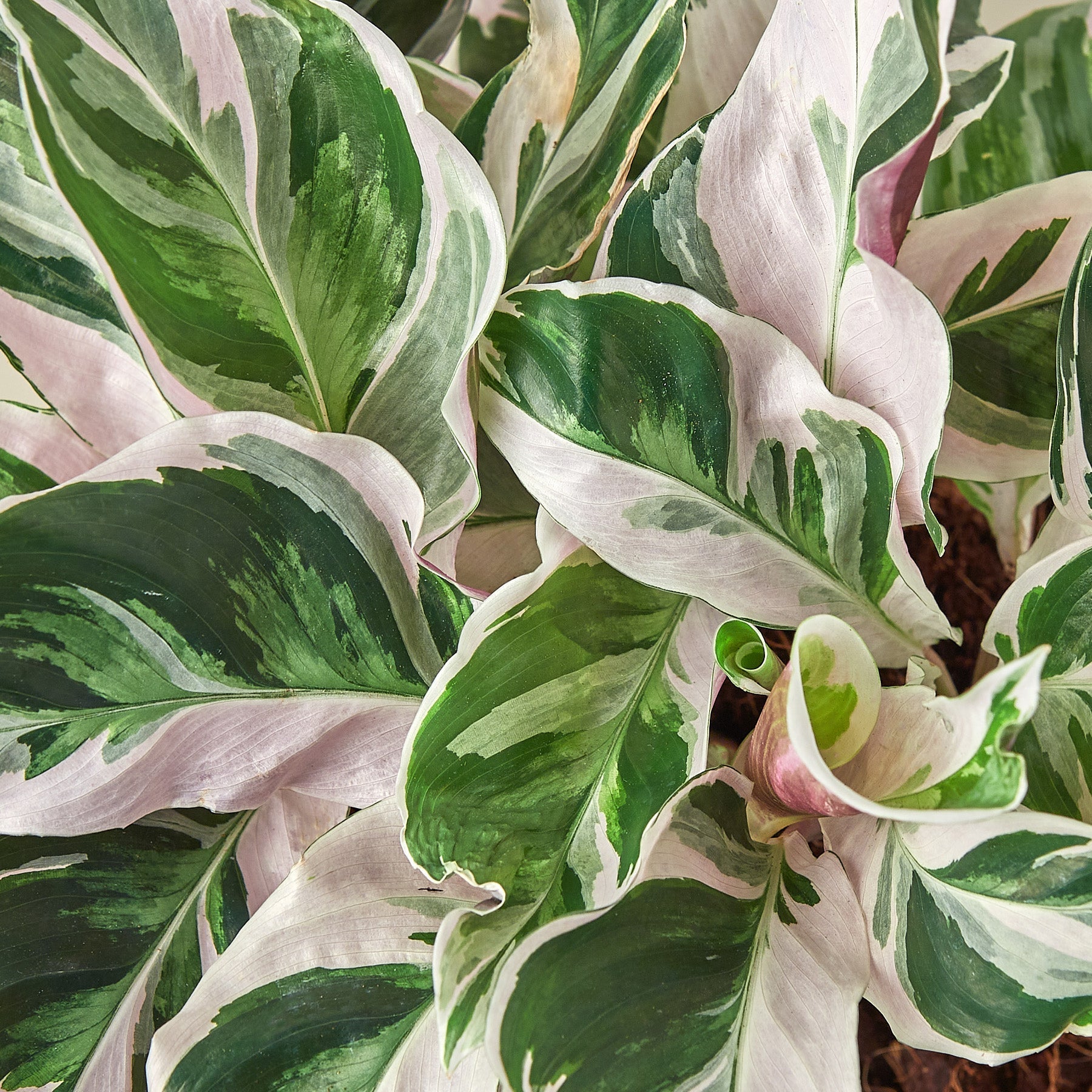 Calathea 'White Fusion' - photo 5