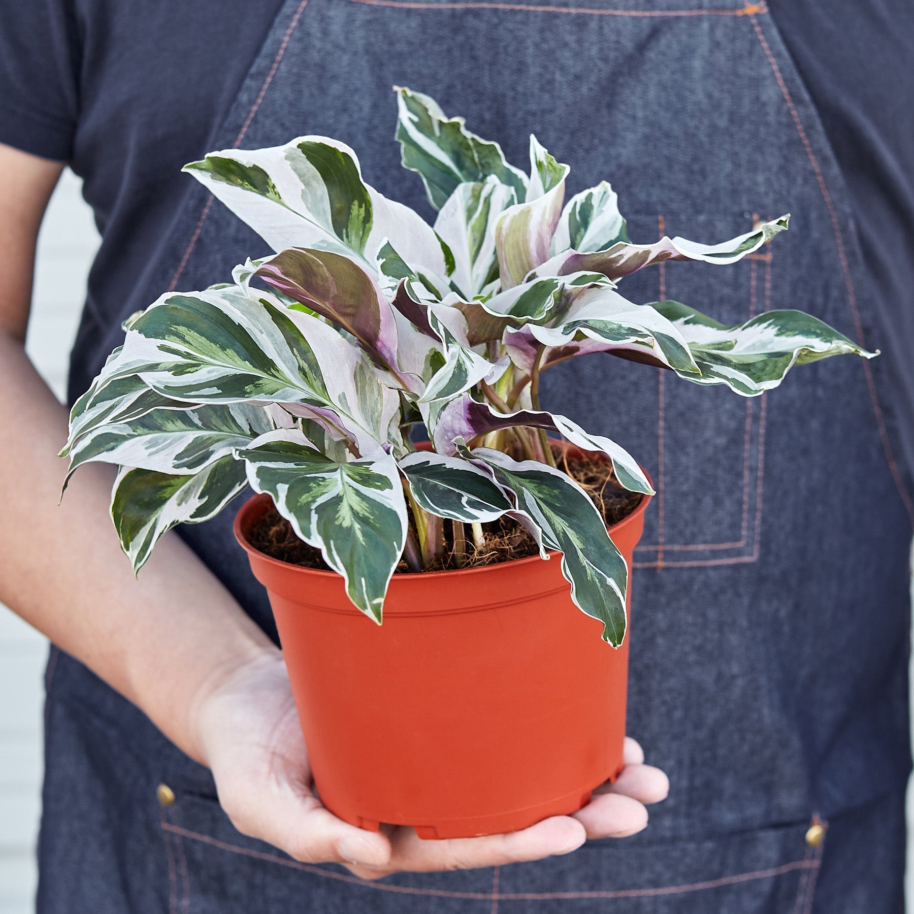Calathea 'White Fusion' - photo 6