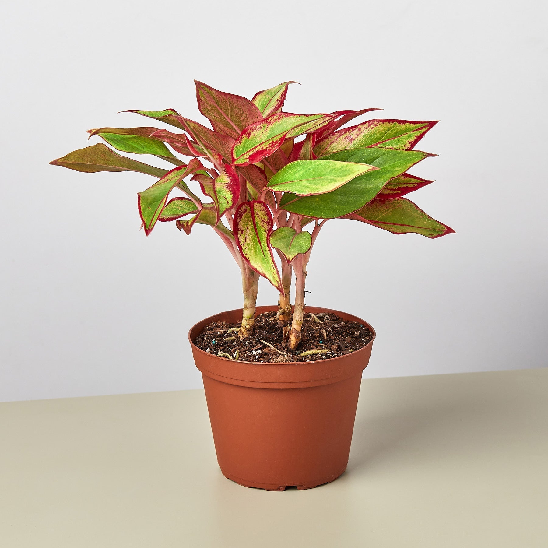 Chinese Evergreen 'Red Siam' - photo 4