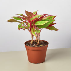 Chinese Evergreen 'Red Siam' - photo 4