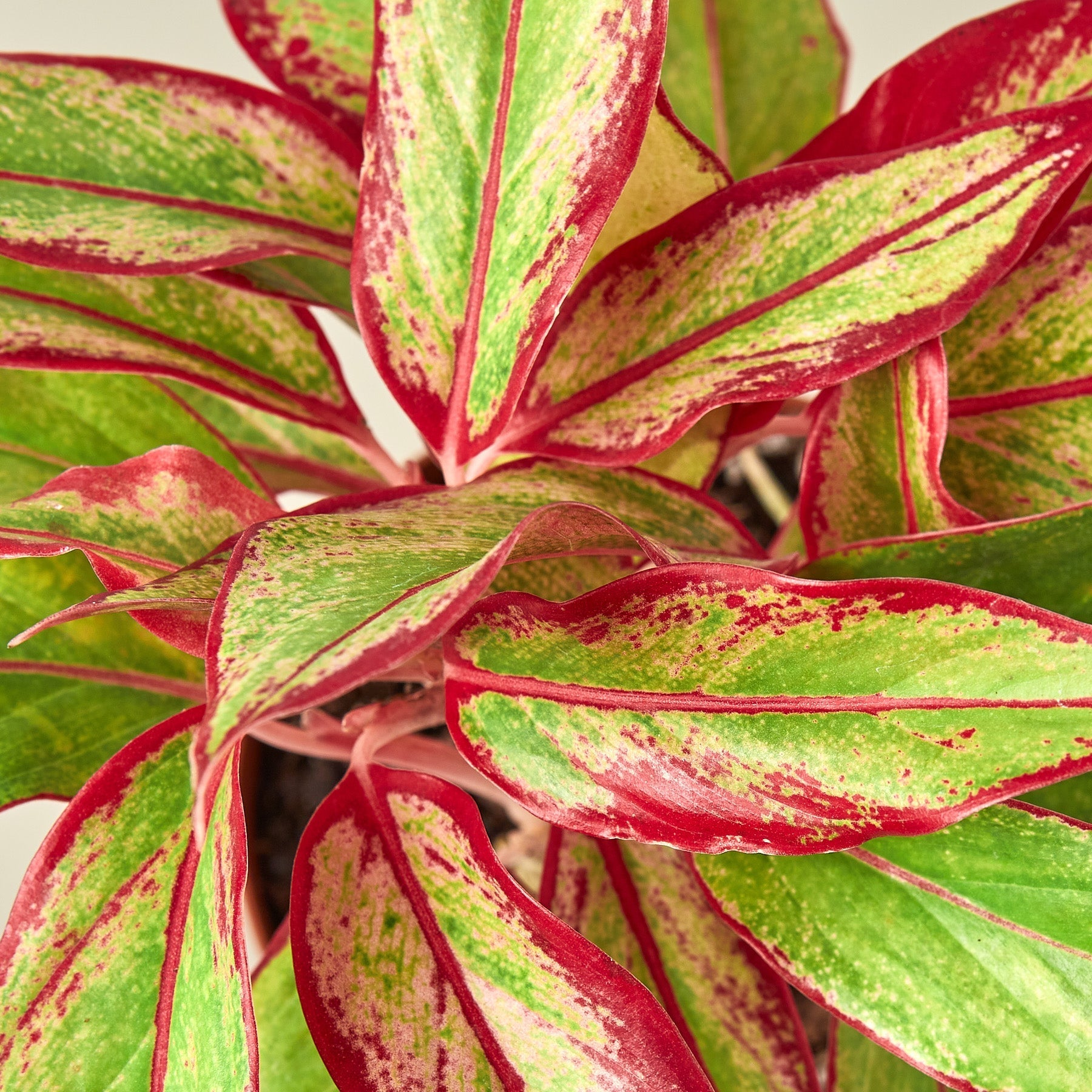 Chinese Evergreen 'Red Siam' - photo 5