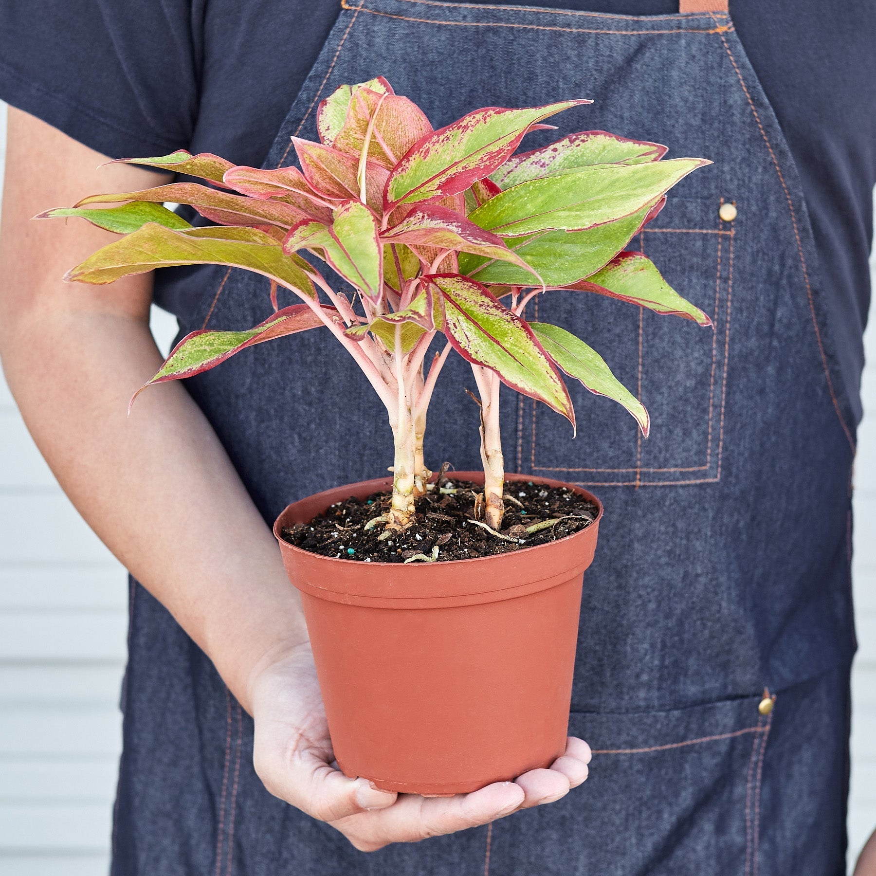 Chinese Evergreen 'Red Siam' - photo 6
