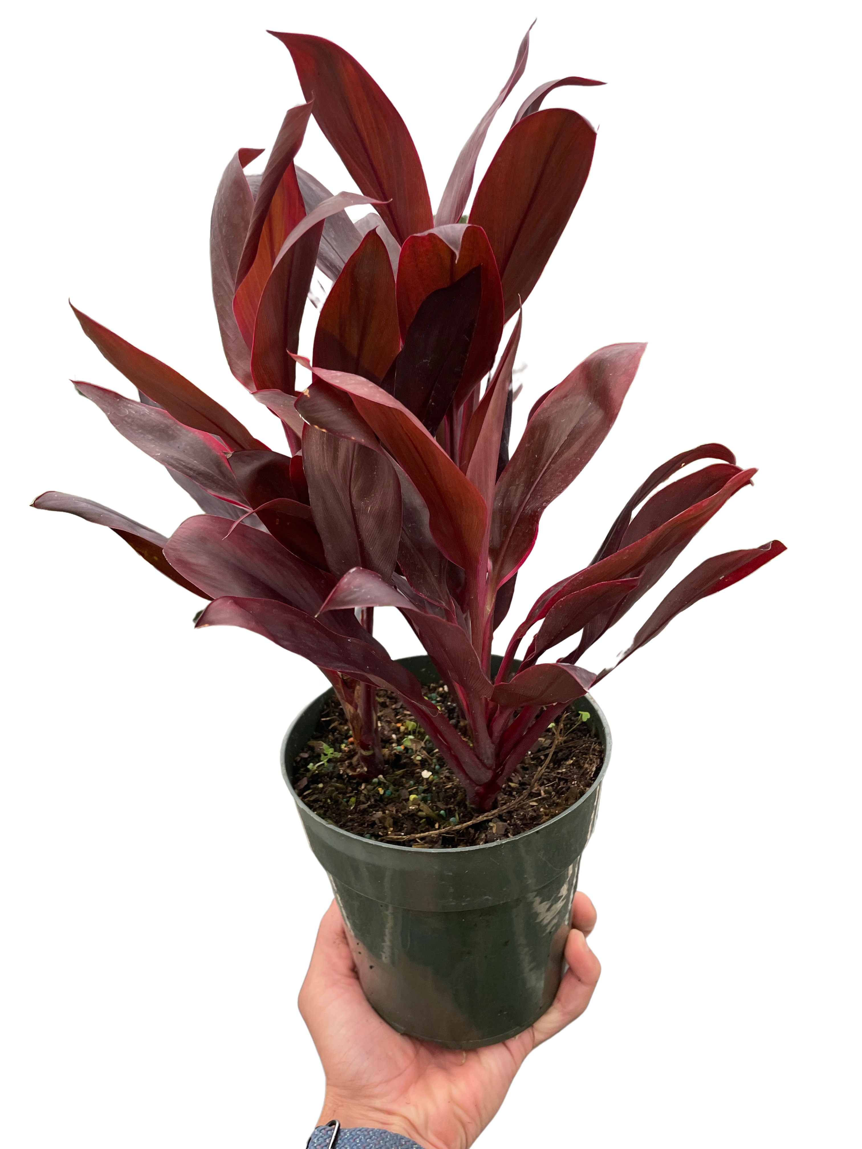 Cordyline 'Calypso Queen' - photo 5