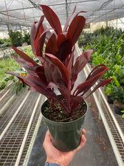 Cordyline 'Calypso Queen' - photo 4