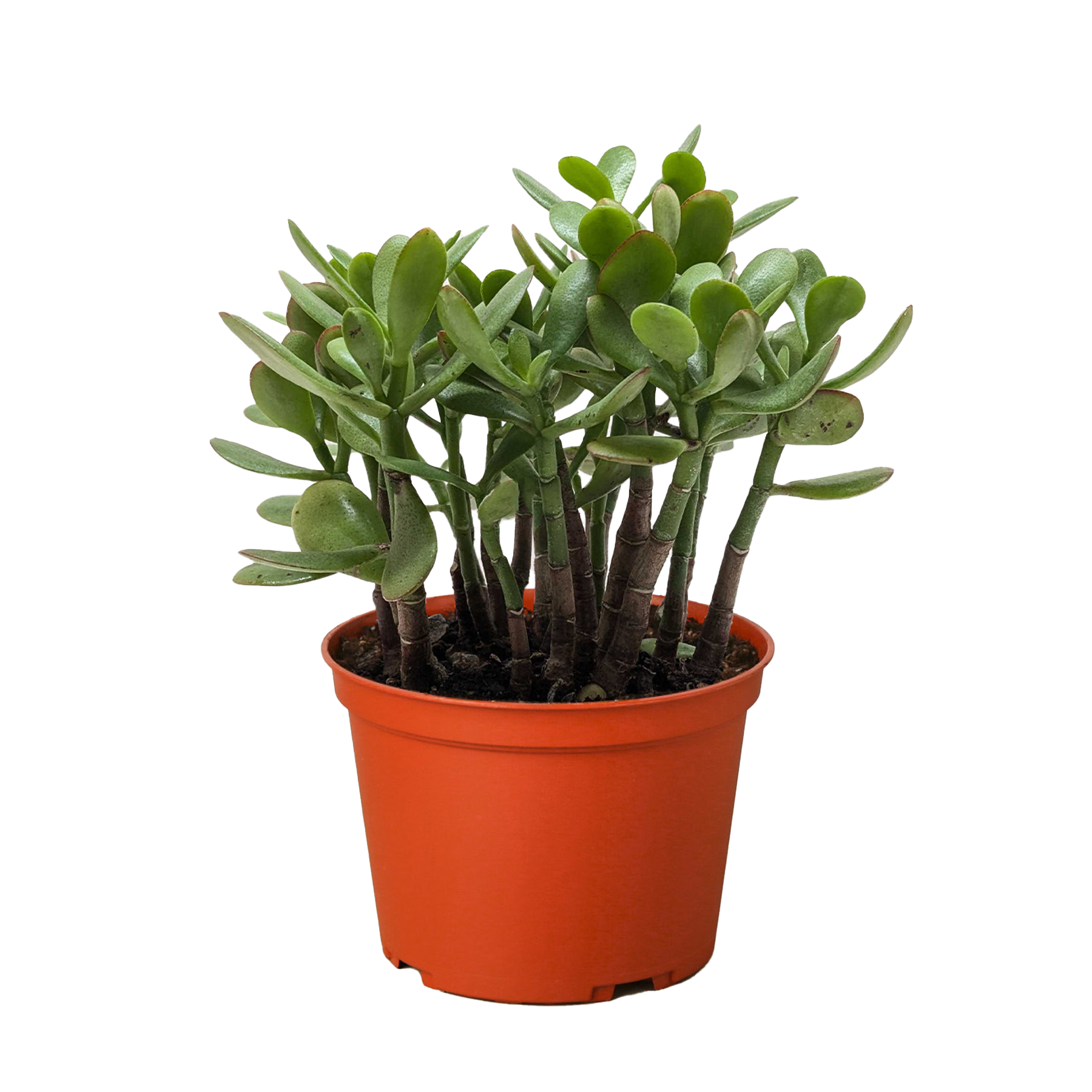 Succulent Crassula 'Jade' - photo 3