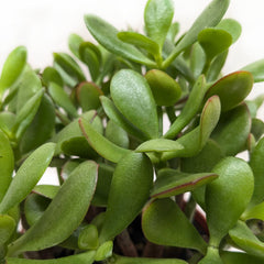 Succulent Crassula 'Jade' - photo 4