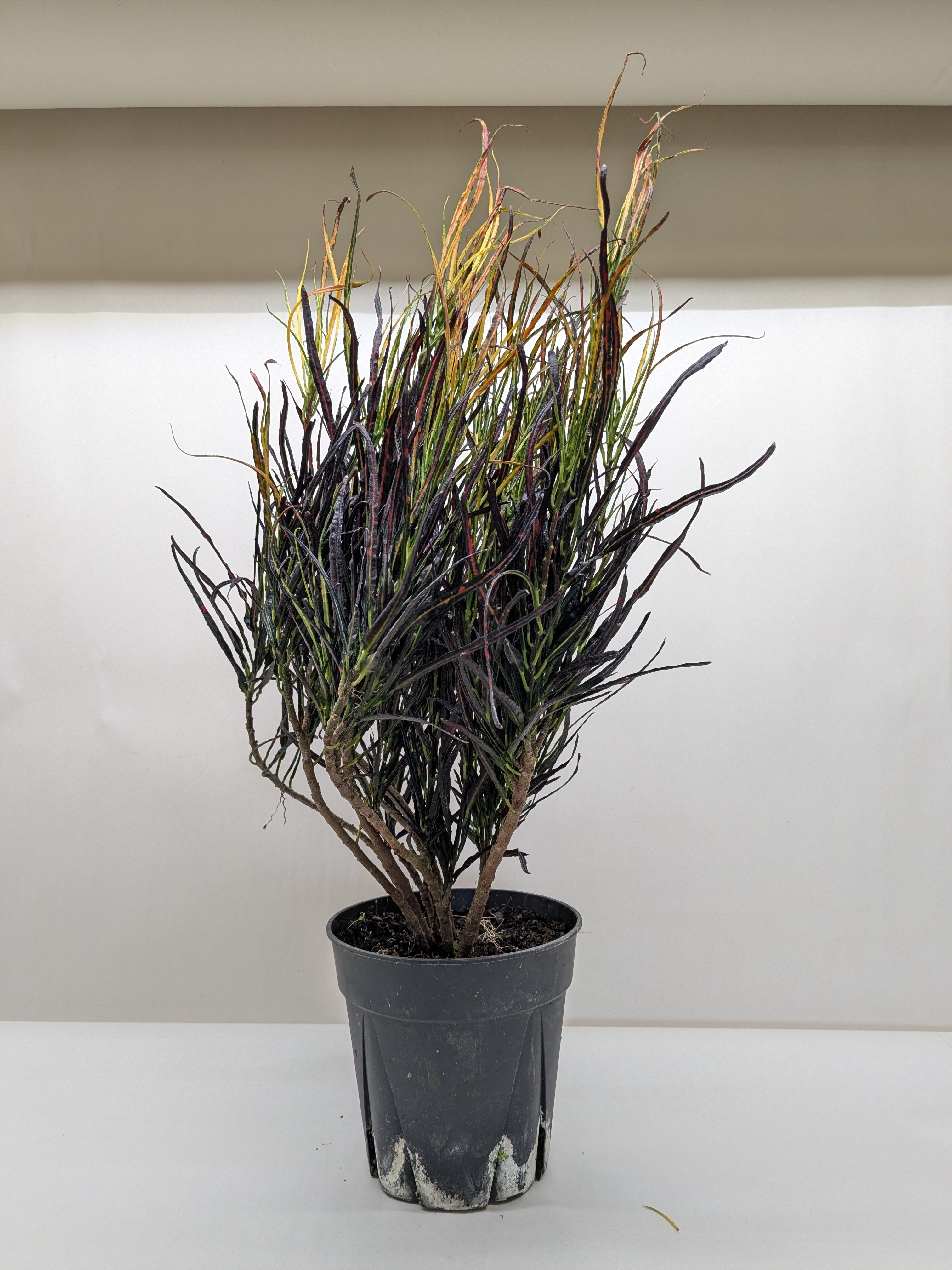 Croton 'Picasso' - photo 3