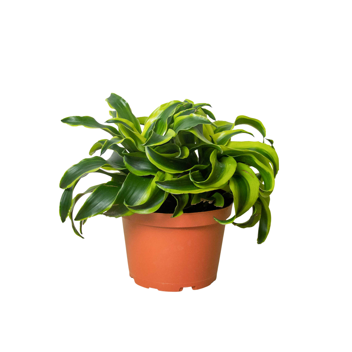 Dracaena 'Tornado' live houseplant