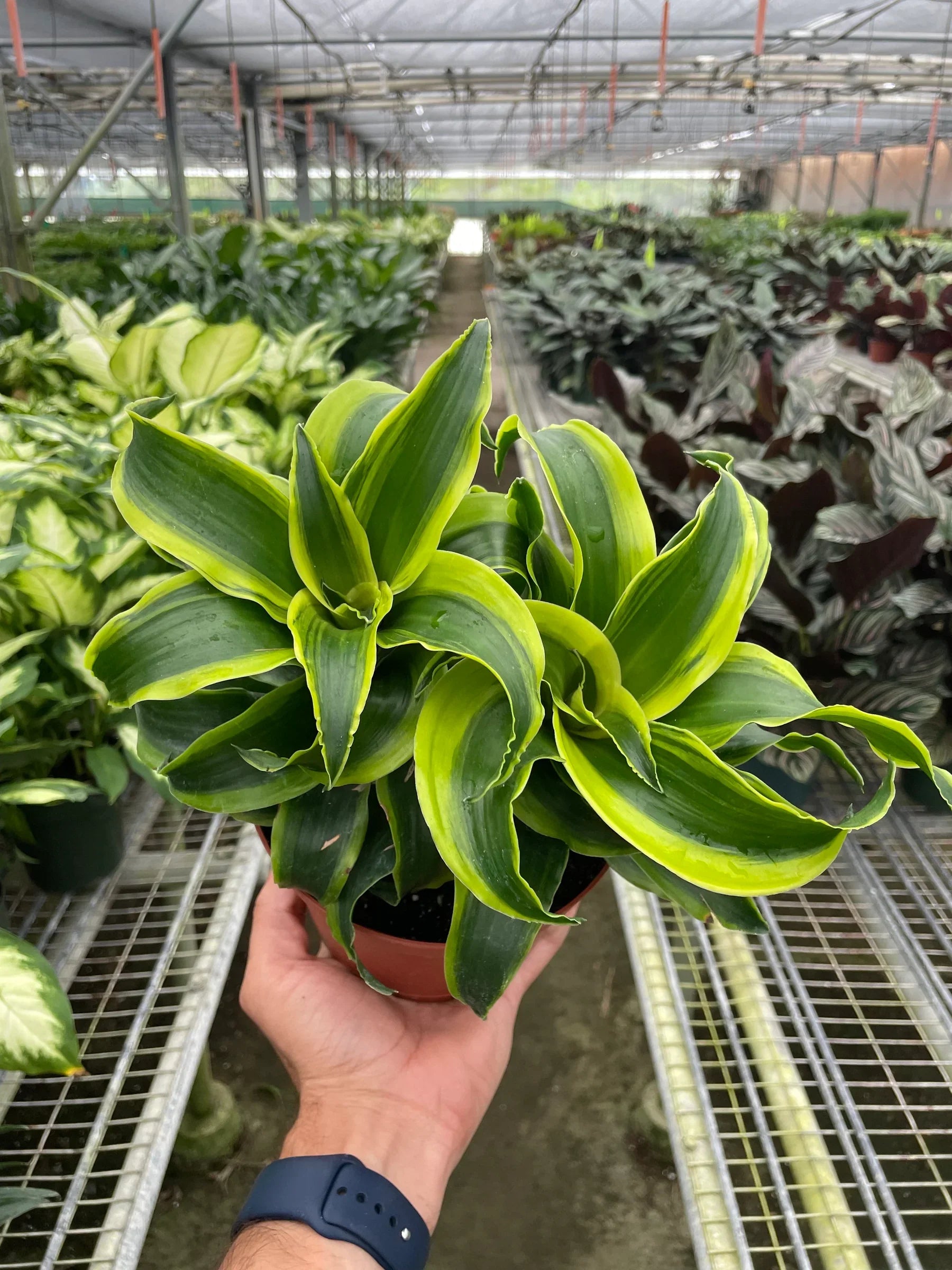 Dracaena 'Tornado' - photo 4