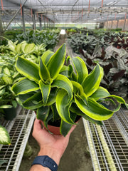 Dracaena 'Tornado' - photo 4