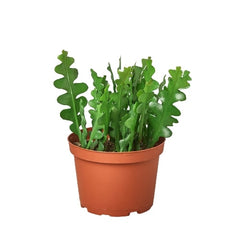 Epiphyllum 'Ric Rac' Cactus live houseplant