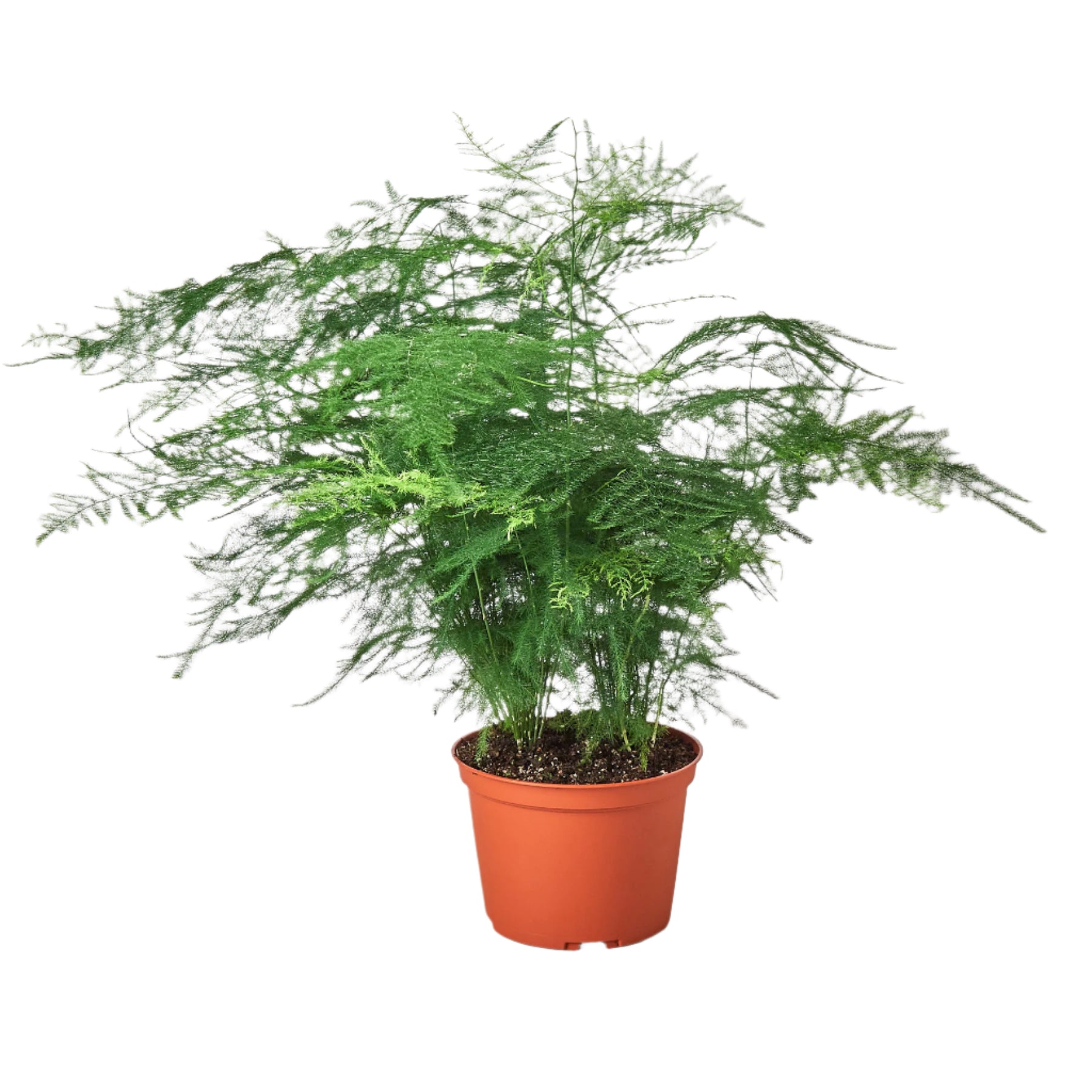 Fern Asparagus 'Plumosa' live houseplant