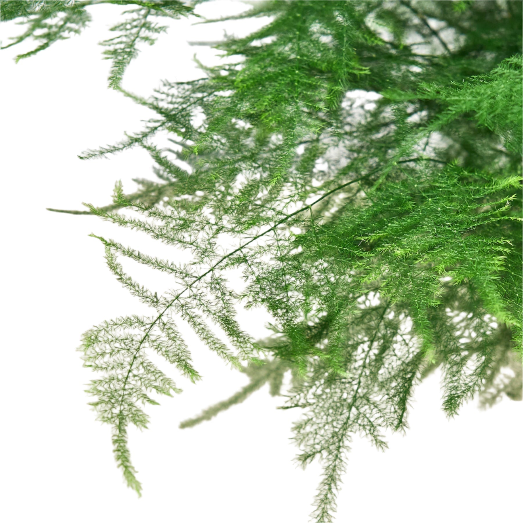 Fern Asparagus 'Plumosa' - photo 2