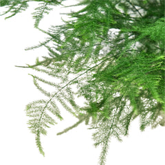 Fern Asparagus 'Plumosa' - photo 2