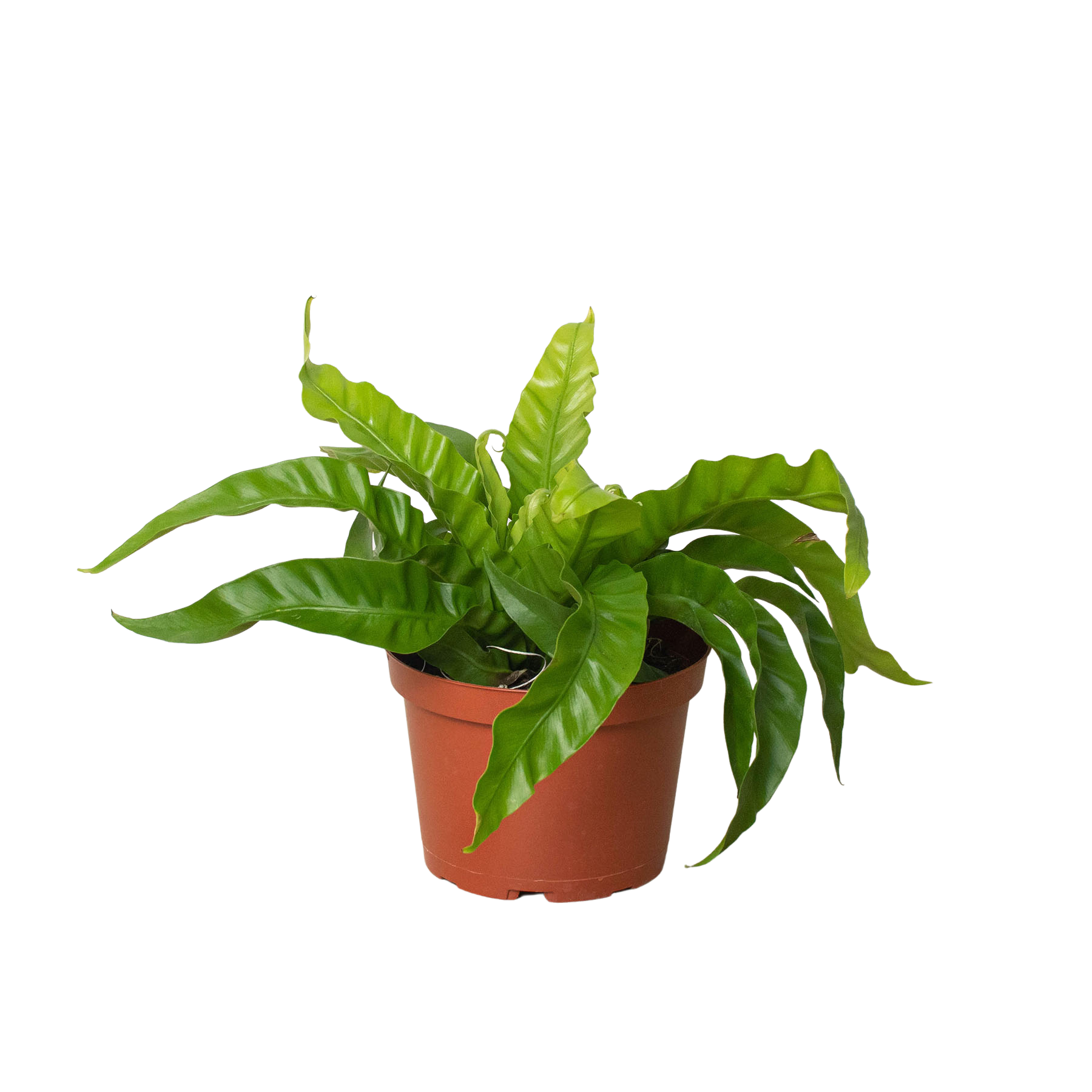 Fern 'Bird's Nest Hurricane' live houseplant
