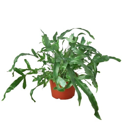 Fern 'Blue Star' live houseplant