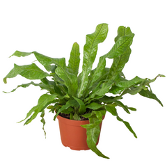 Fern 'Crocodile' - photo 2