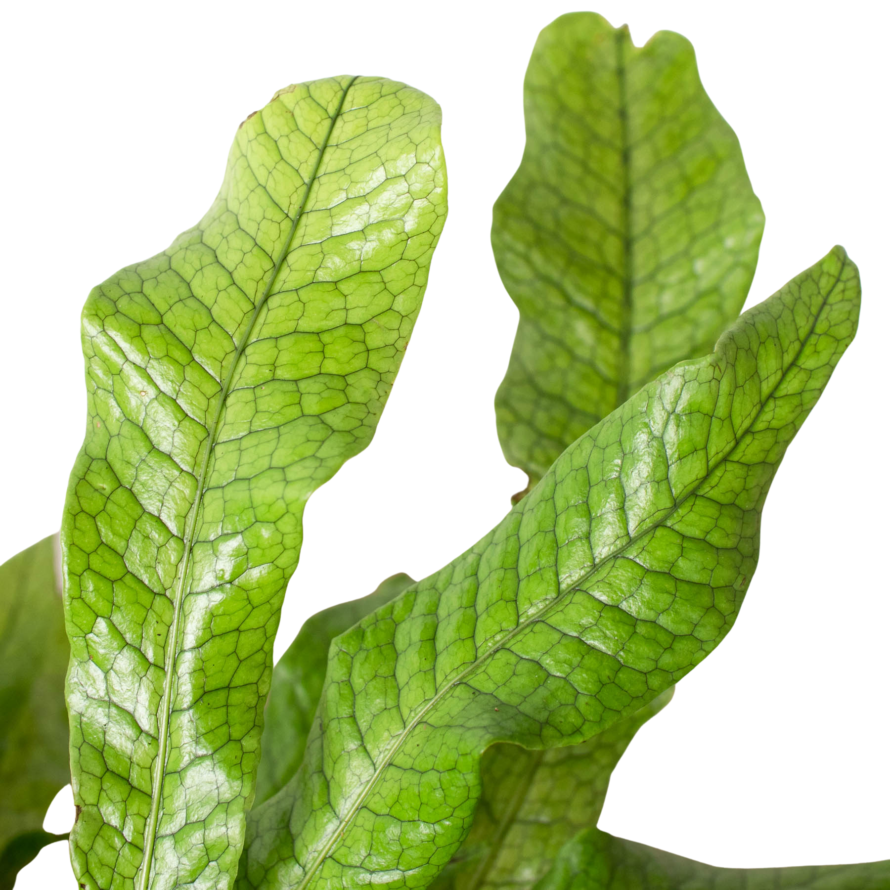 Fern 'Crocodile' - photo 5