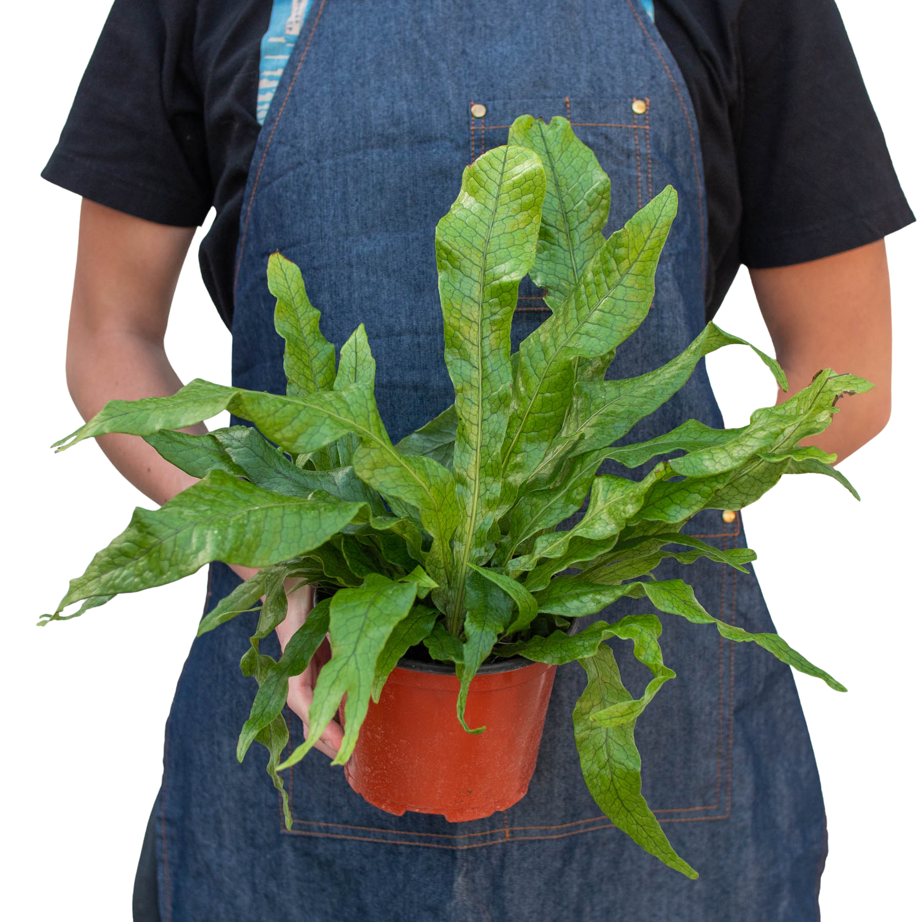Fern 'Crocodile' - photo 6