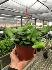 Fern 'Heart' - photo 2