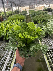 Bird's Nest 'Leslie' Fern - photo 4
