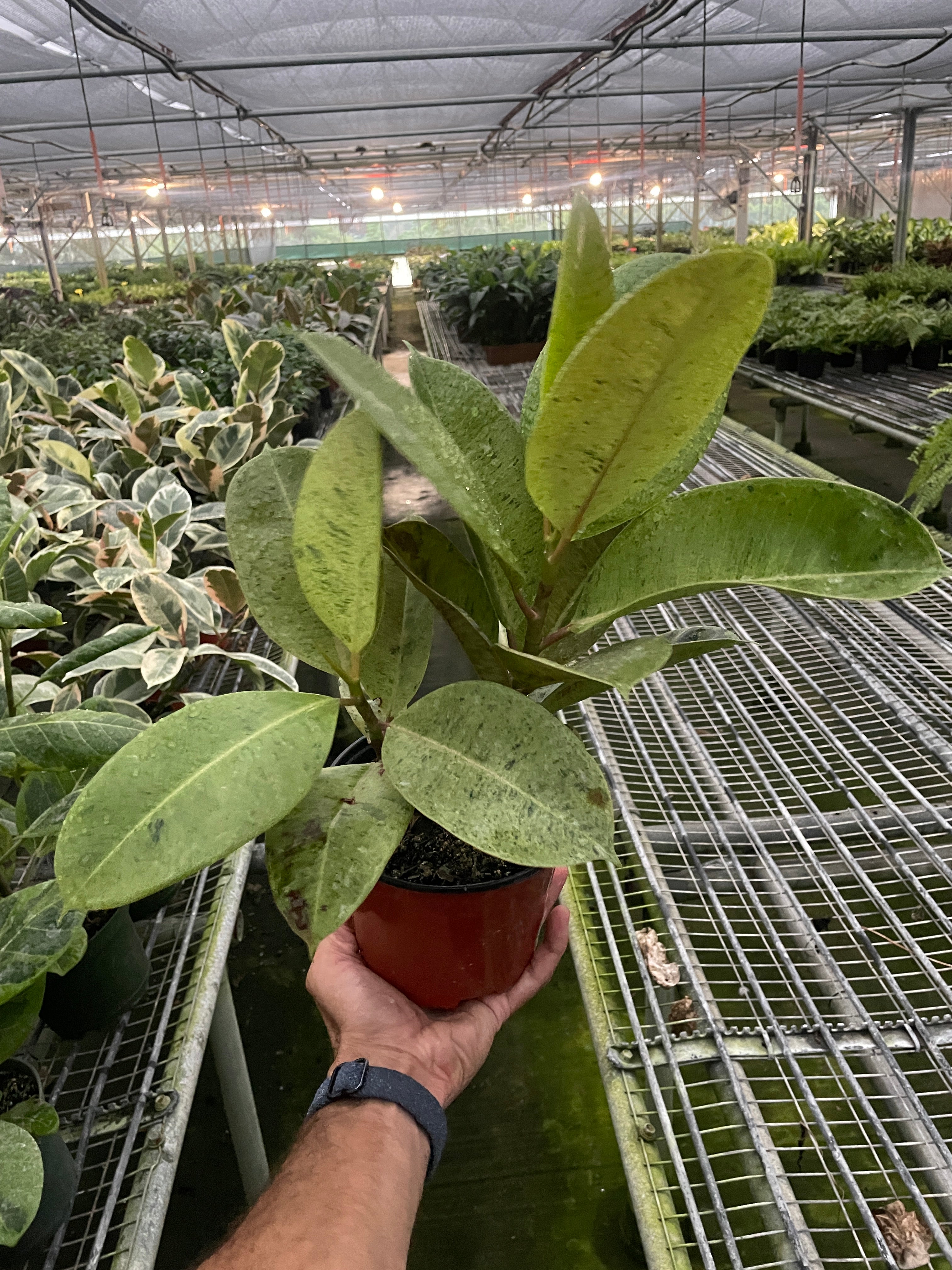Ficus 'shivereana' (Moonshine) - photo 4