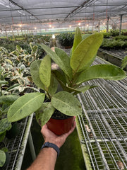 Ficus 'shivereana' (Moonshine) - photo 4