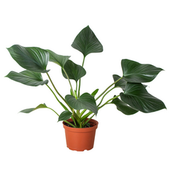 Homalomena 'Emerald Gem' live houseplant