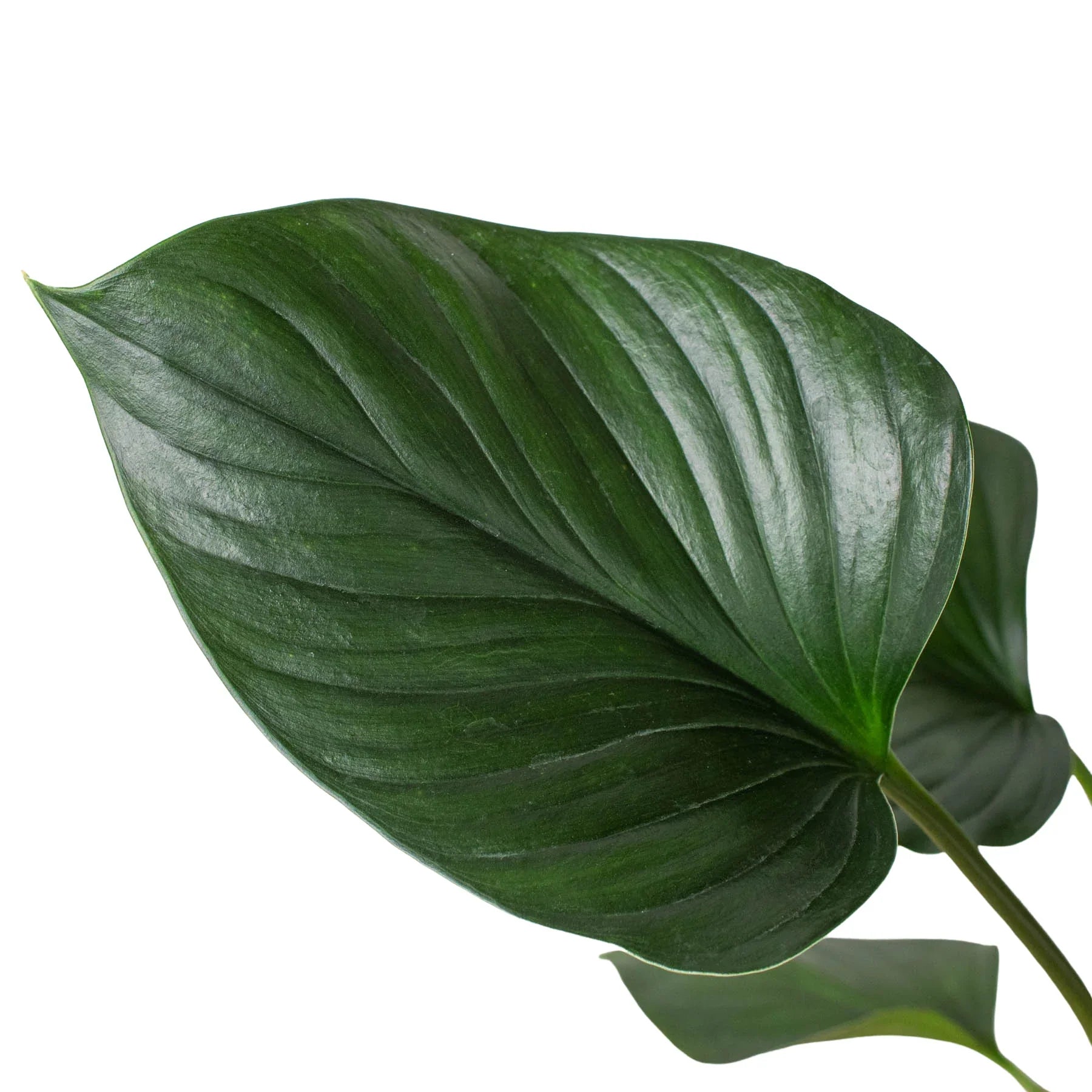 Homalomena 'Emerald Gem' - photo 2