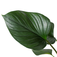 Homalomena 'Emerald Gem' - photo 2