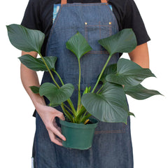 Homalomena 'Emerald Gem' - photo 3