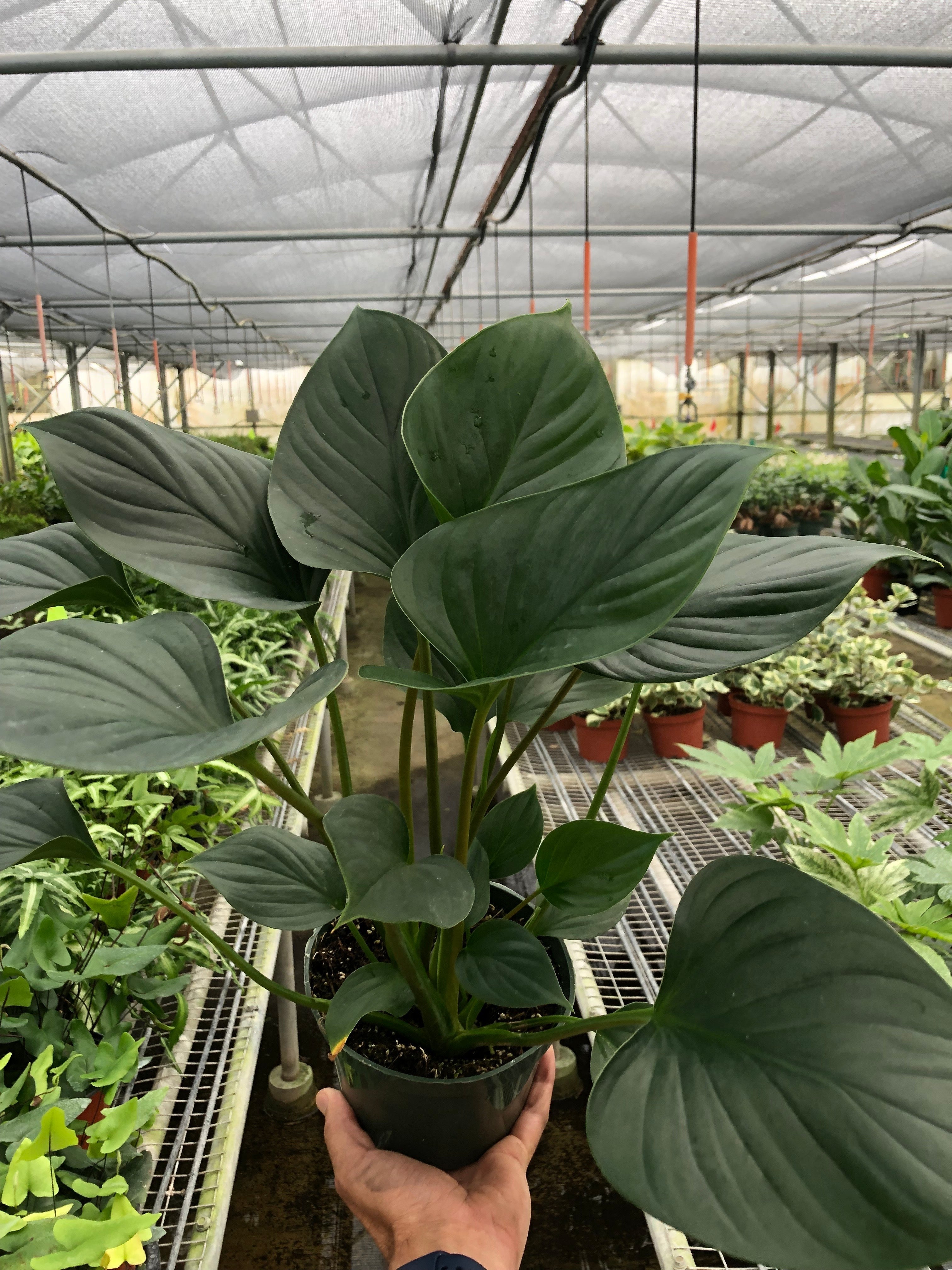 Homalomena 'Emerald Gem' - photo 6