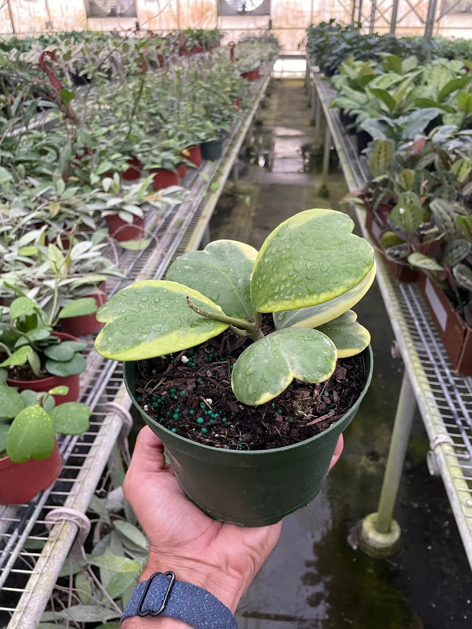 Hoya 'Sweetheart Variegated' - photo 6
