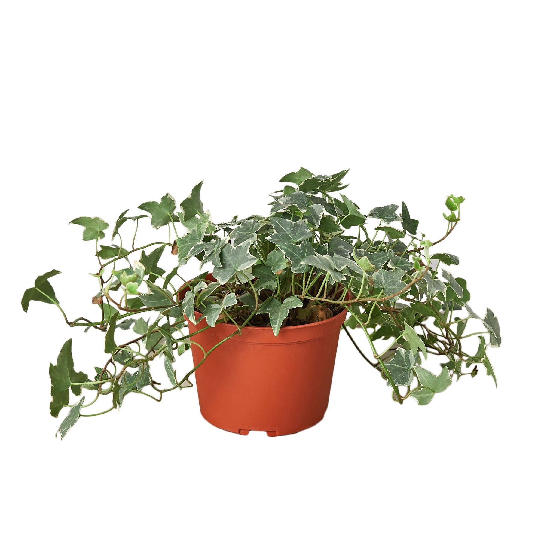 English Ivy 'Glacier' - photo 8