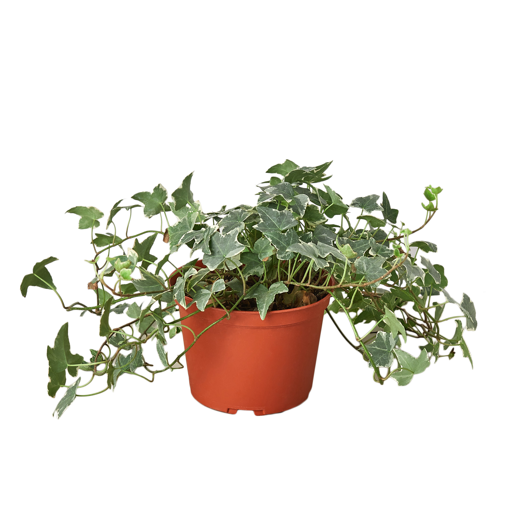 English Ivy 'Glacier' - 6" Pot live houseplant