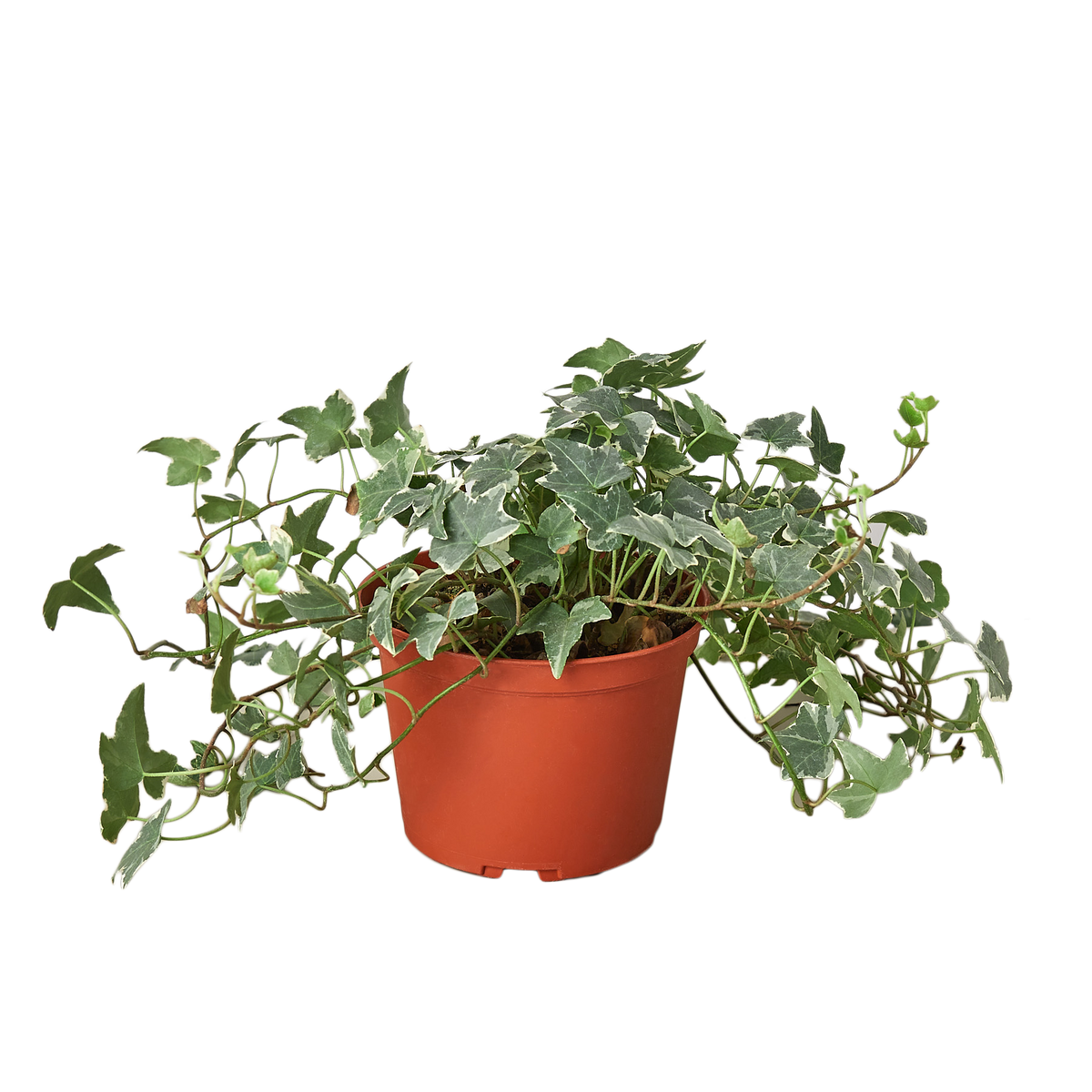 English Ivy 'Glacier' - 6" Pot live houseplant