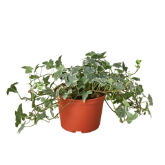 English Ivy 'Glacier' - 6" Pot live houseplant