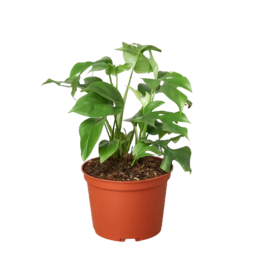 Philodendron Mini Monstera Minima - photo 3