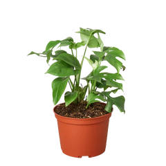 Philodendron Mini Monstera Minima - photo 3