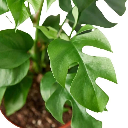 Philodendron Mini Monstera Minima - photo 4