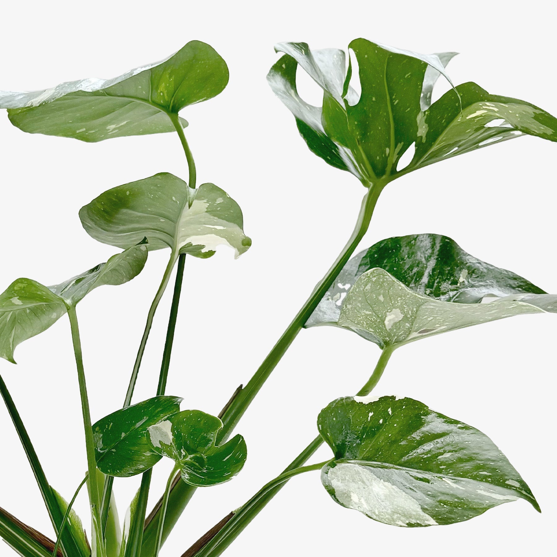 Monstera 'Thai Constellation' - photo 7