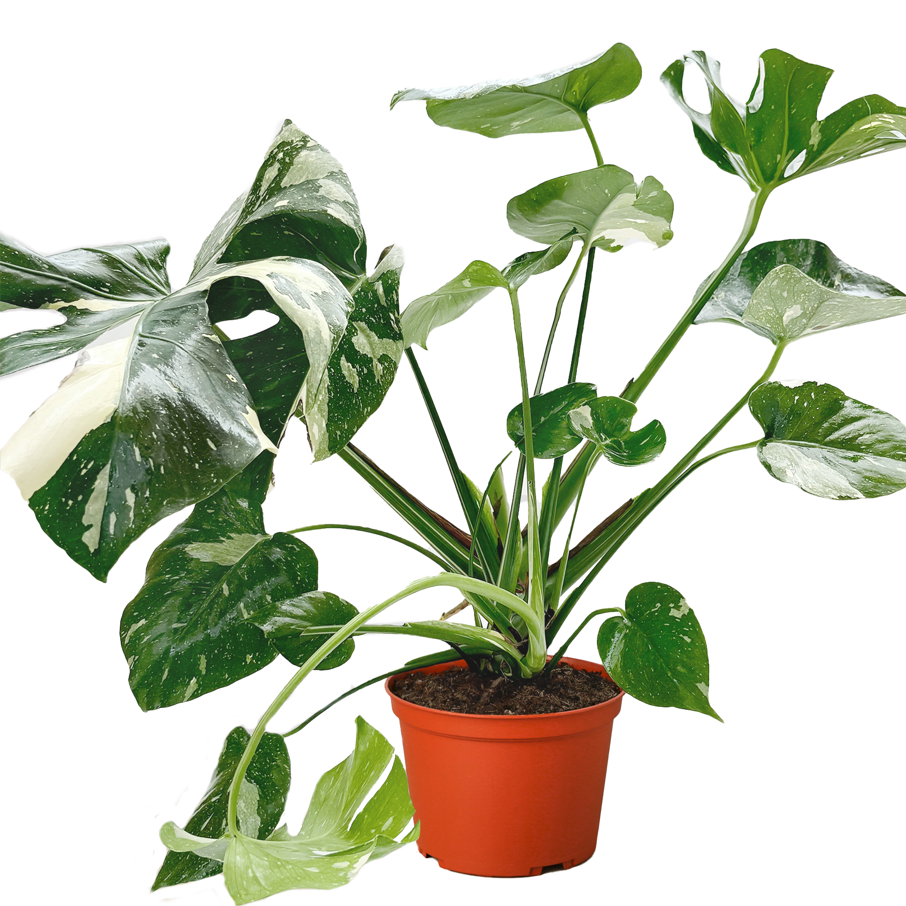 Monstera 'Thai Constellation' - photo 6