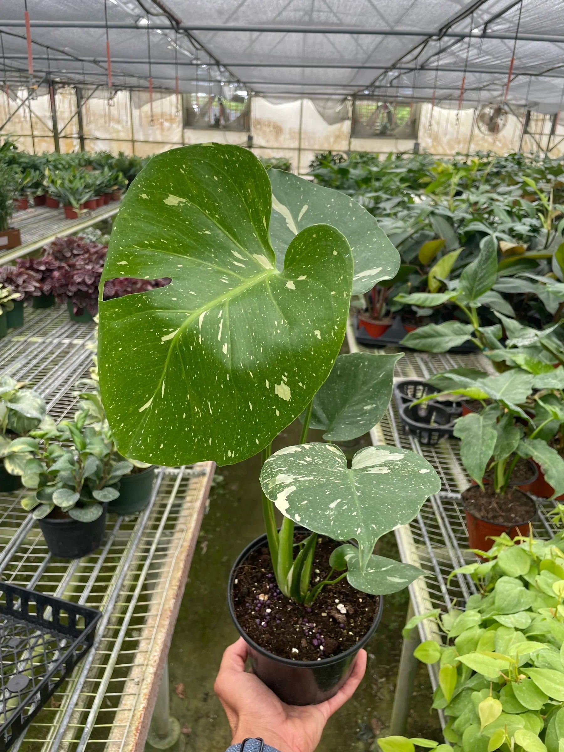 Monstera 'Thai Constellation' - photo 8