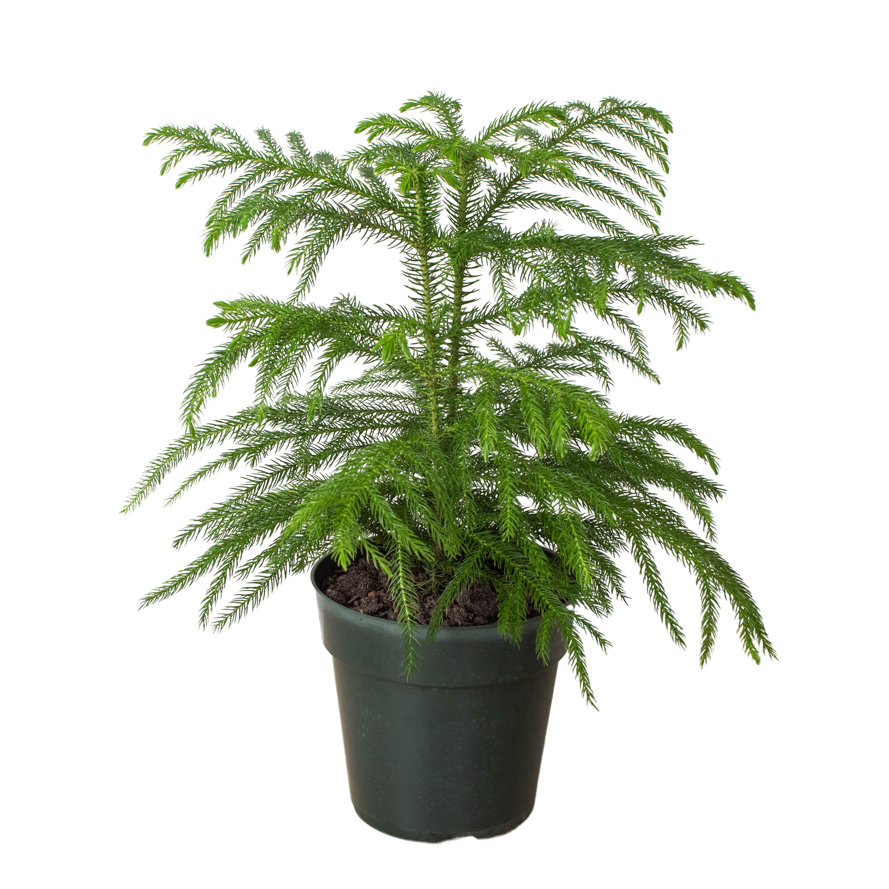 Norfolk 'Island Pine' live houseplant